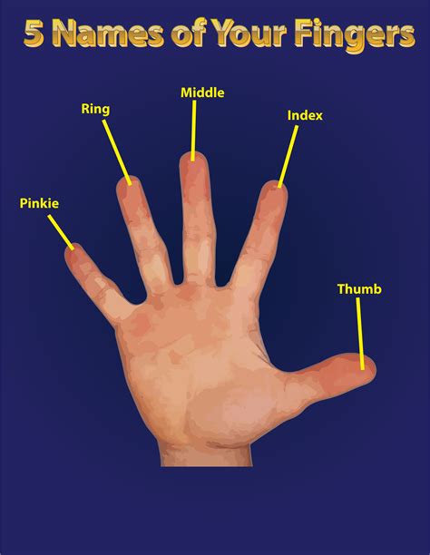 names of finger digits.